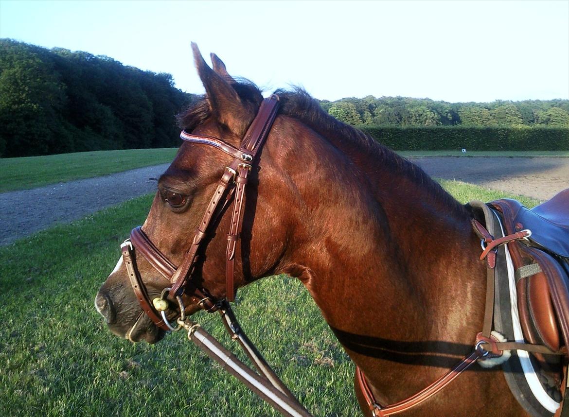 Welsh Pony (sec B) Rozalien O.S billede 1
