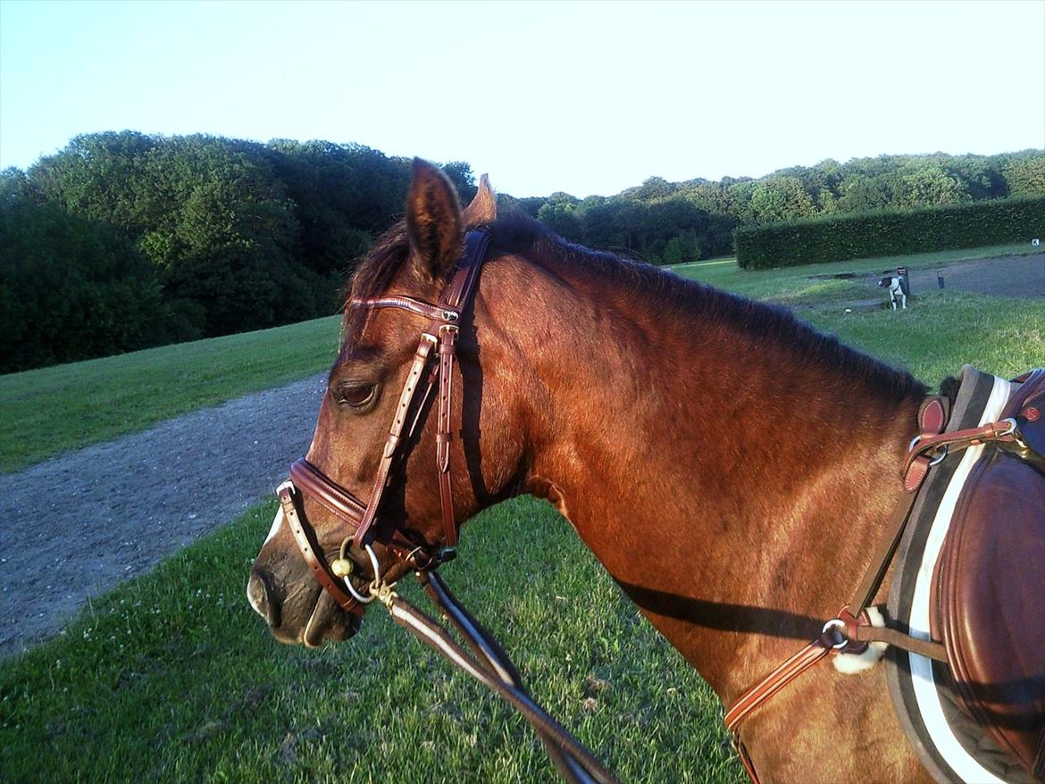 Welsh Pony (sec B) Rozalien O.S billede 10