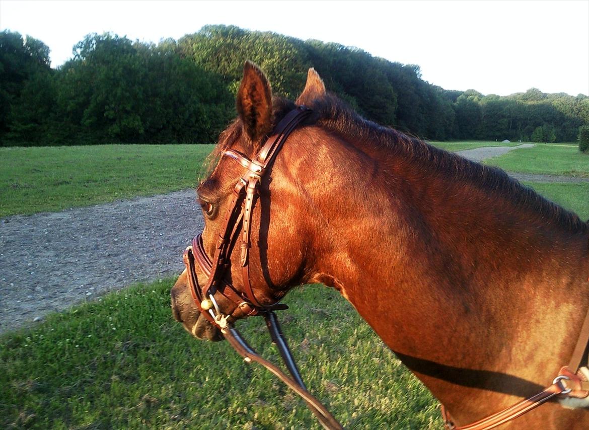 Welsh Pony (sec B) Rozalien O.S billede 11