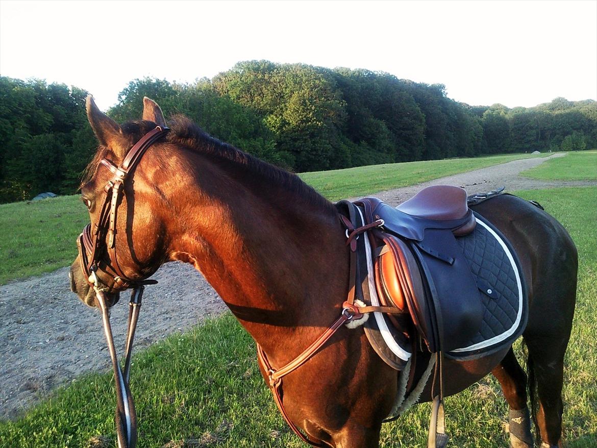 Welsh Pony (sec B) Rozalien O.S billede 12