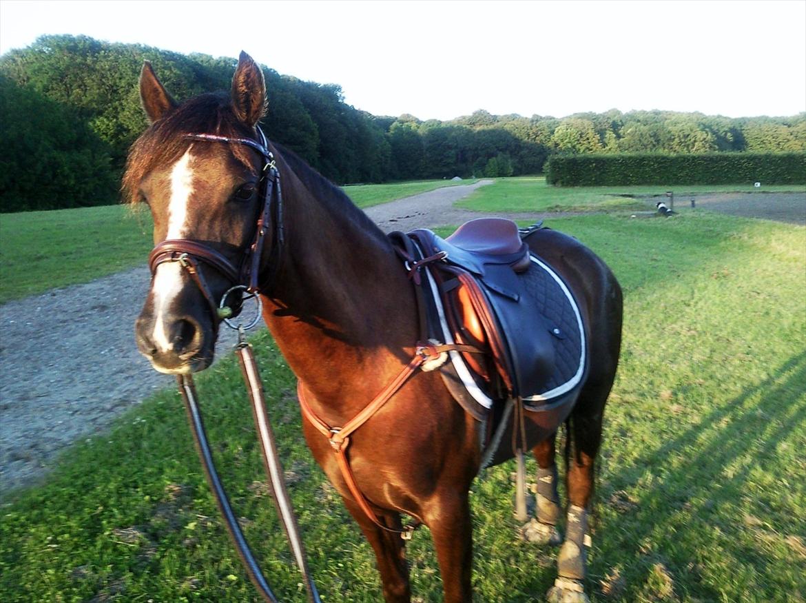 Welsh Pony (sec B) Rozalien O.S billede 13