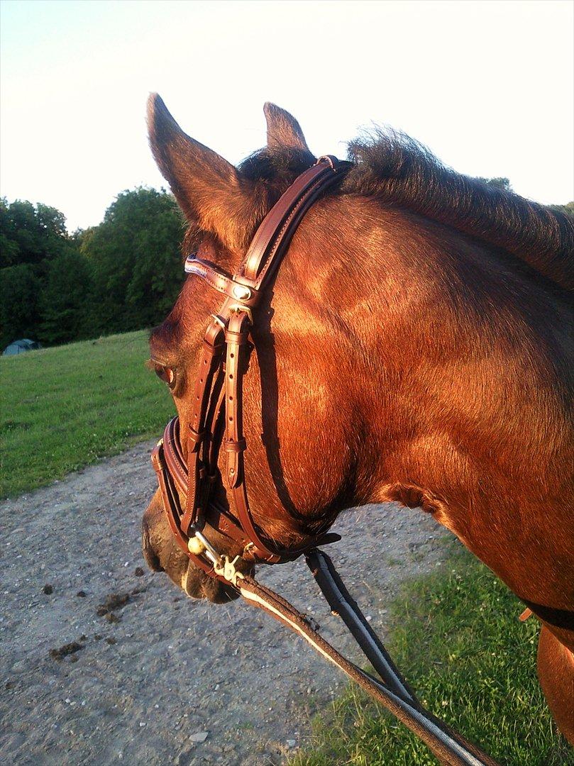 Welsh Pony (sec B) Rozalien O.S billede 14