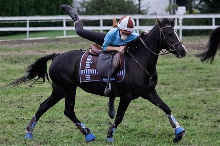 Welsh Pony (sec B) Rozalien O.S billede 15