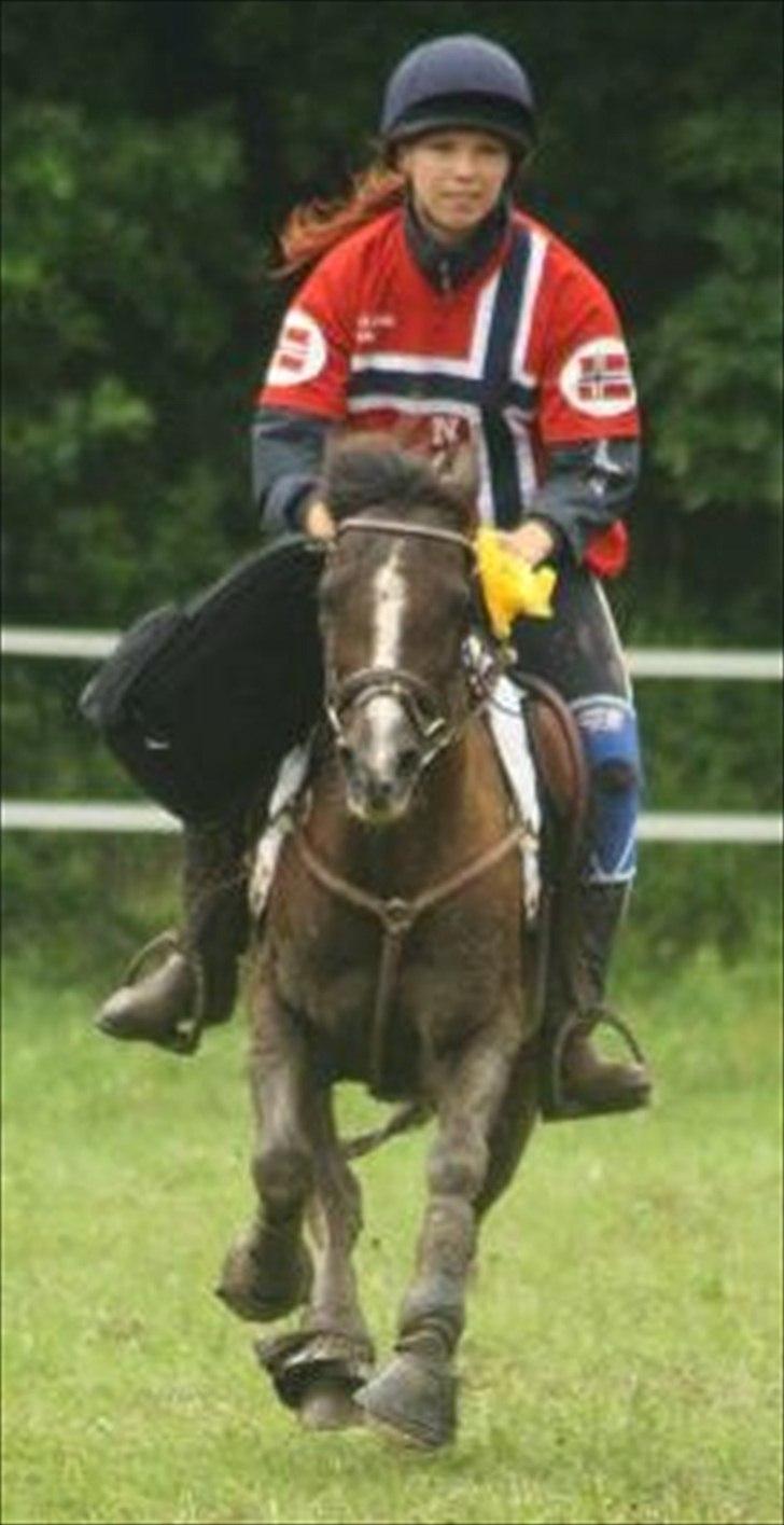 Welsh Pony (sec B) Rozalien O.S billede 16