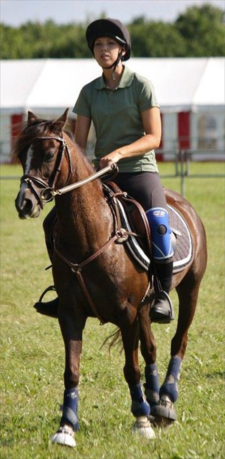 Welsh Pony (sec B) Rozalien O.S billede 17