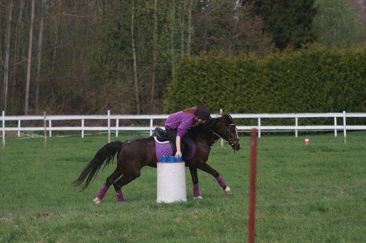 Welsh Pony (sec B) Rozalien O.S billede 18