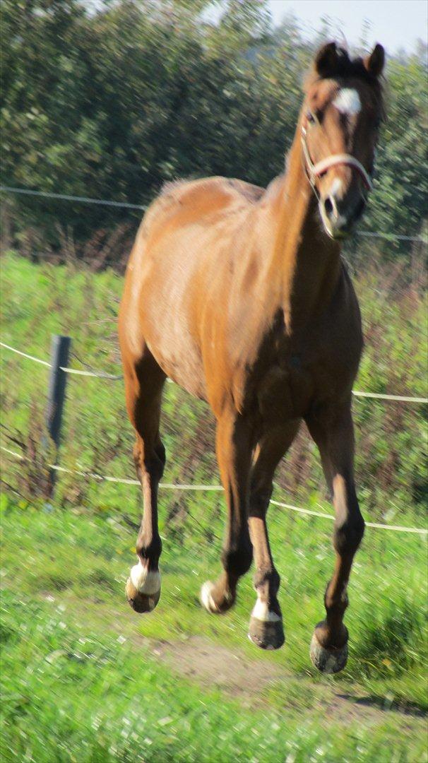 Tysk Sportspony Baron billede 14