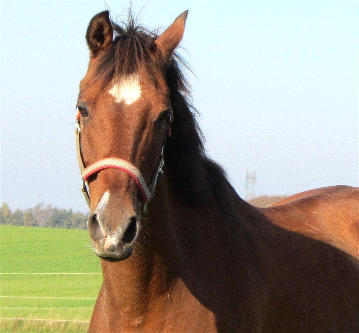 Tysk Sportspony Baron billede 15