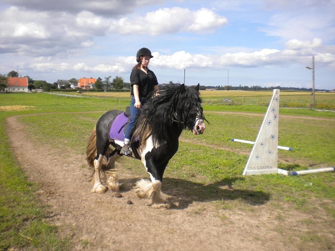 Irish Cob Sir Brutus of Ur billede 3