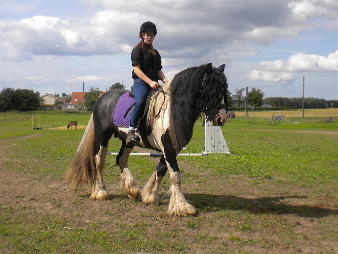Irish Cob Sir Brutus of Ur billede 4