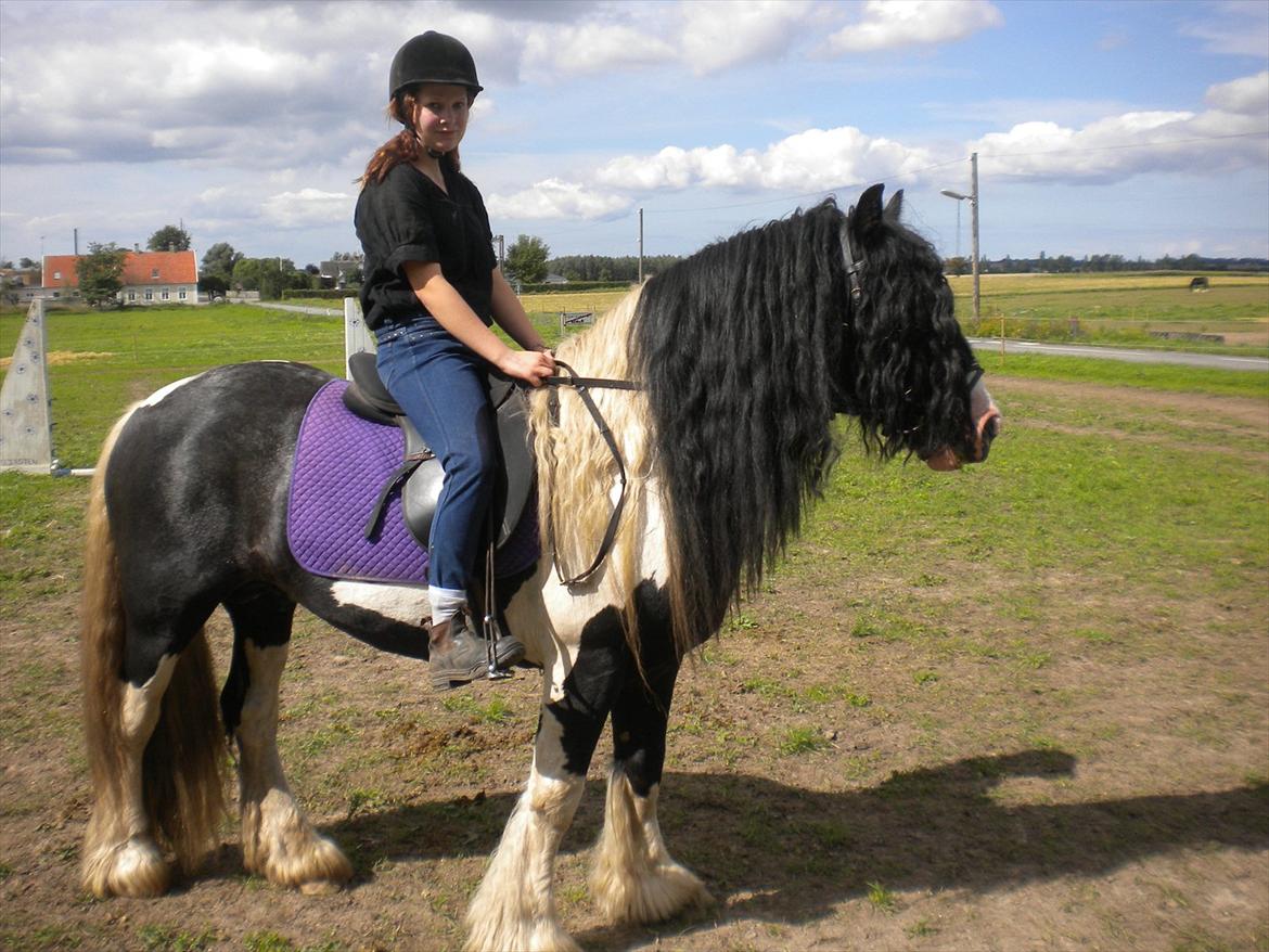 Irish Cob Sir Brutus of Ur billede 5