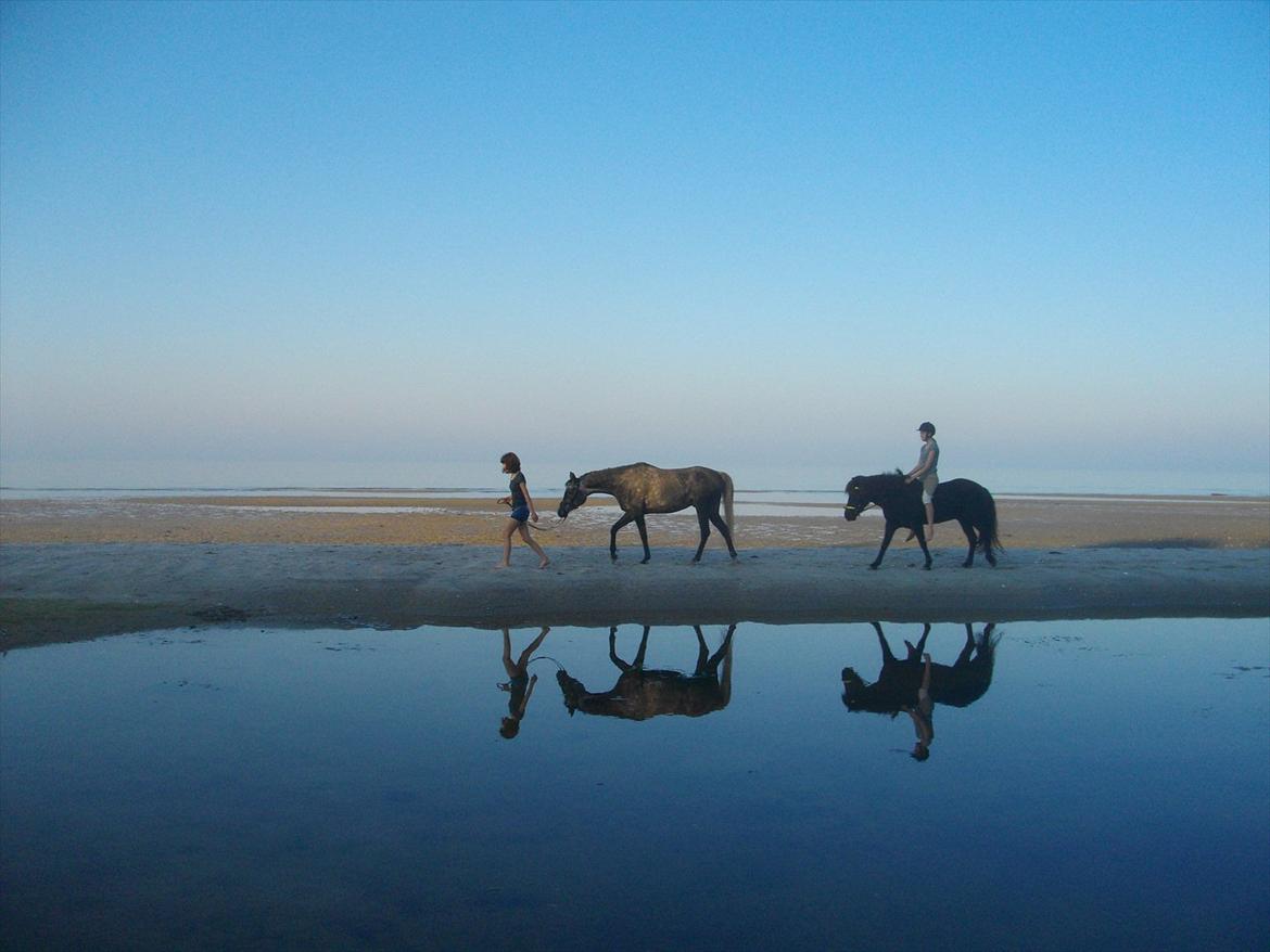 Islænder Sleipner - Fantastisk strandtur! billede 6
