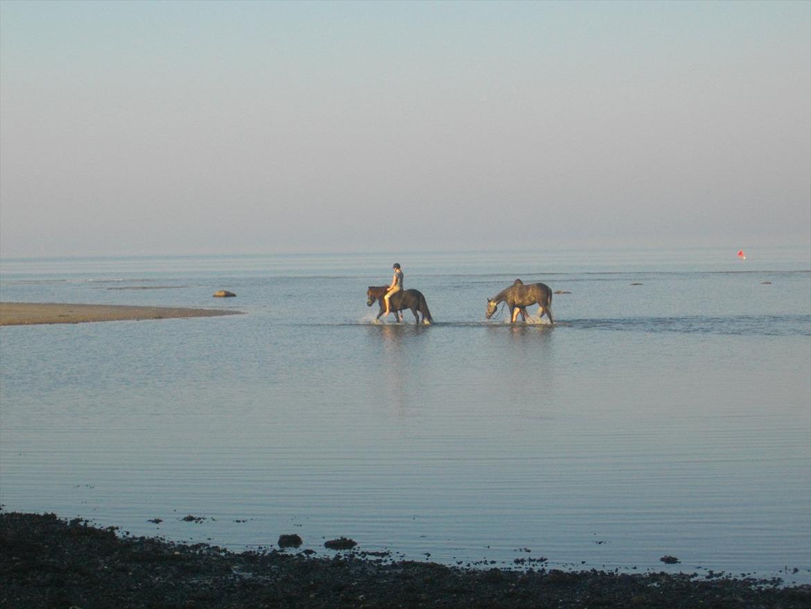 Islænder Sleipner billede 8