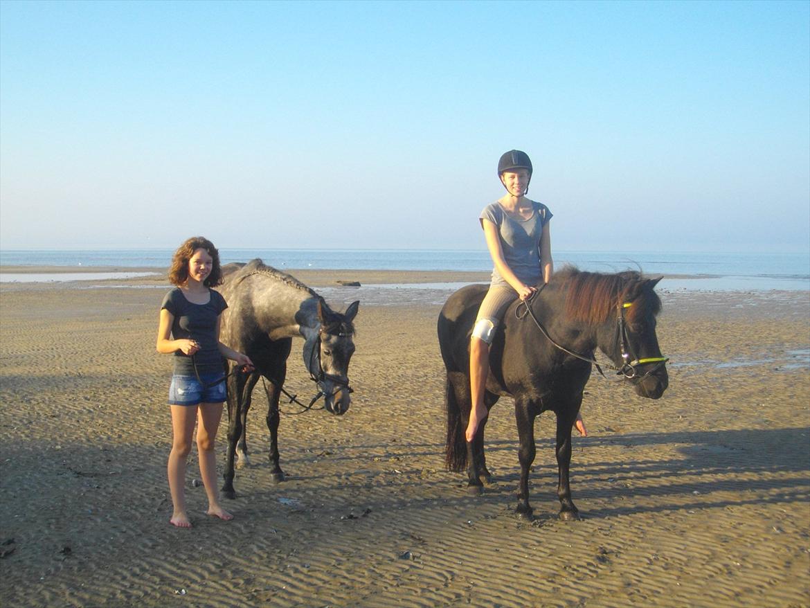 Islænder Sleipner - Strandtur med Tess og Shaheen <3 billede 7
