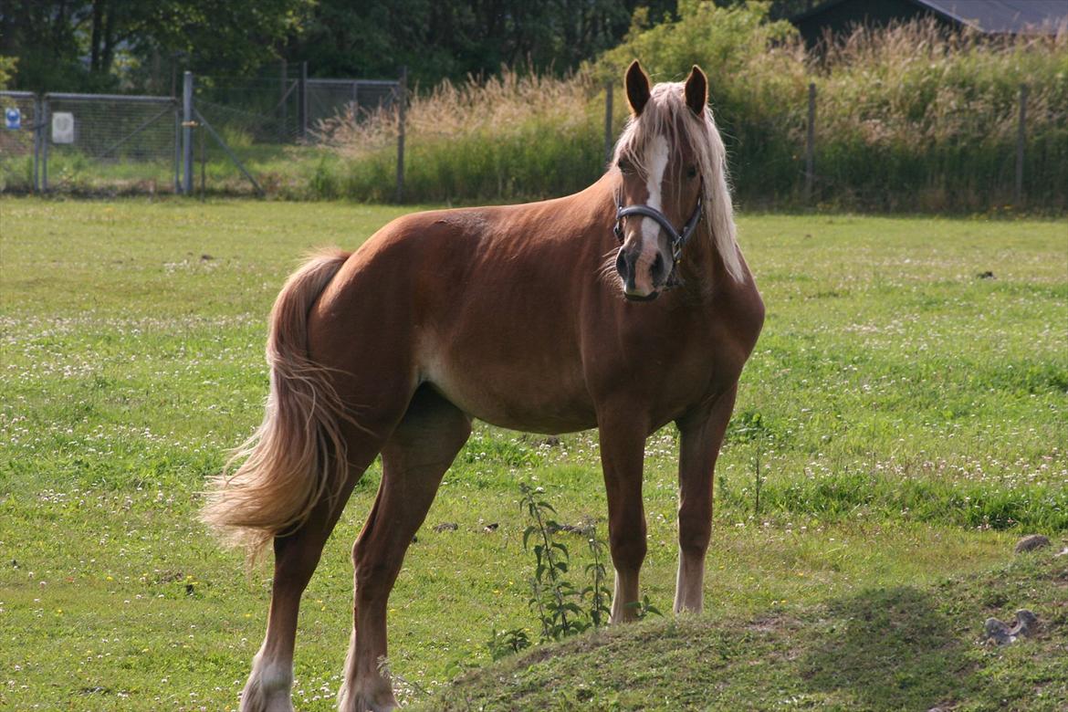 Welsh Cob (sec D) Dahlsminde Covergirl billede 1