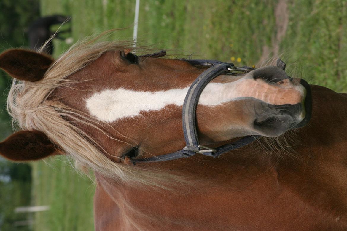 Welsh Cob (sec D) Dahlsminde Covergirl billede 10