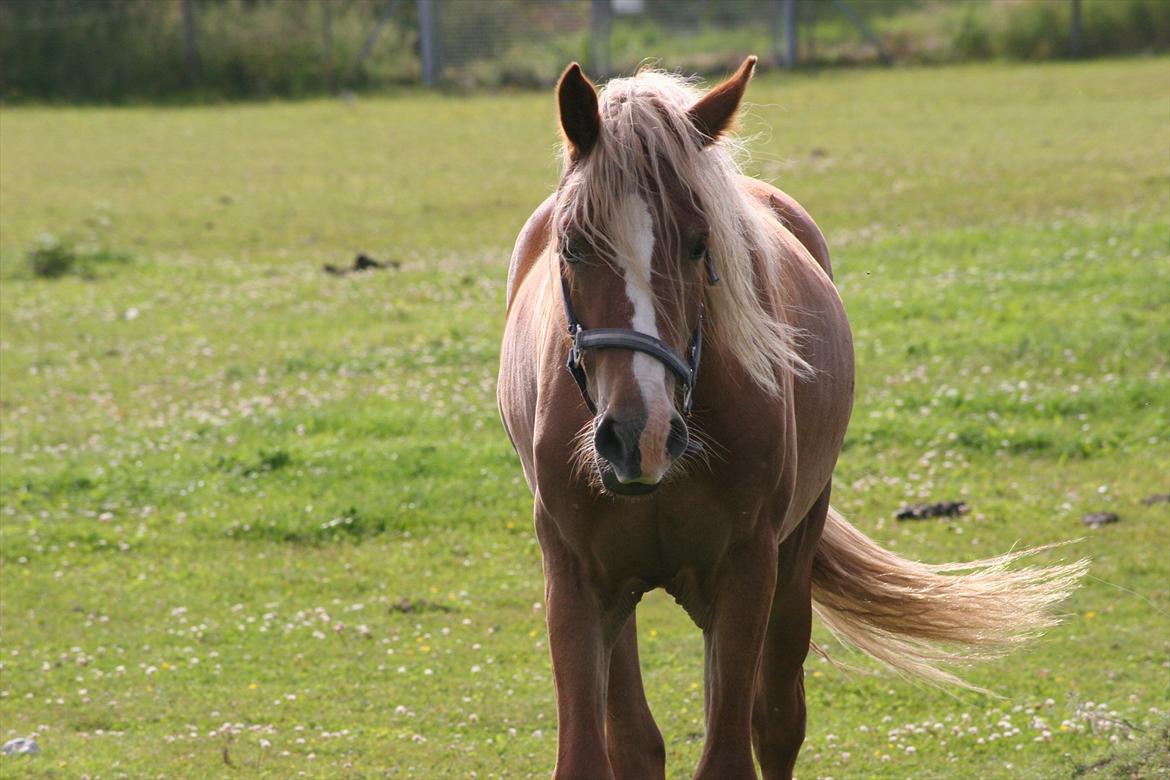 Welsh Cob (sec D) Dahlsminde Covergirl billede 2