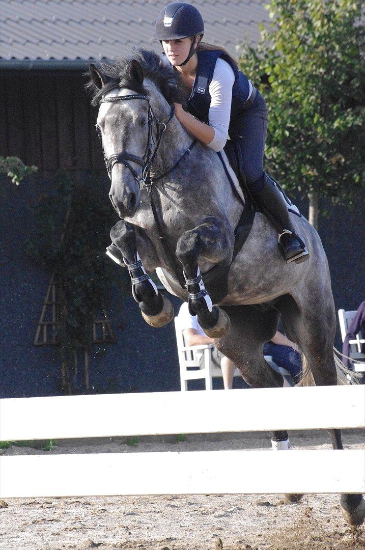 Hollandsk Varmblod Balthazar - Velkommen  til Balthazars profil :-D Sejheden! billede 2