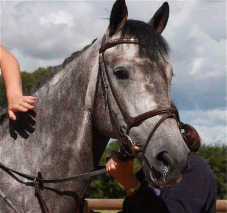 Hollandsk Varmblod Balthazar - Da jeg var ude at prøve ham <3 :D billede 3