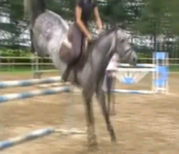 Hollandsk Varmblod Balthazar - Gode bagben da jeg var ude at prøve ham :-D billede 4