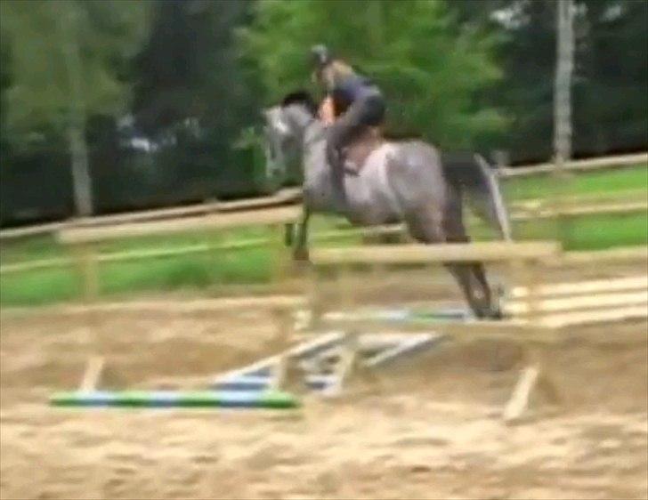 Hollandsk Varmblod Balthazar - Vandgrav da jeg var ude og prøve ham :)) billede 5