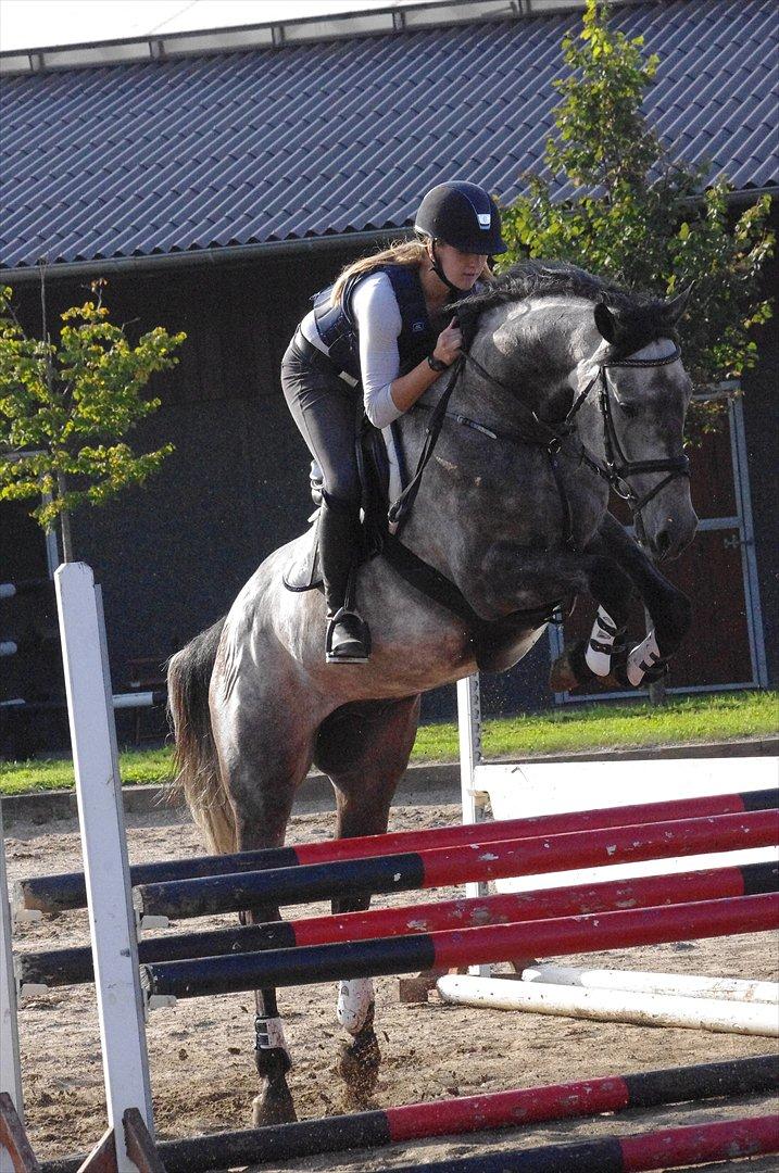 Hollandsk Varmblod Balthazar - Fine hest! :-) billede 6