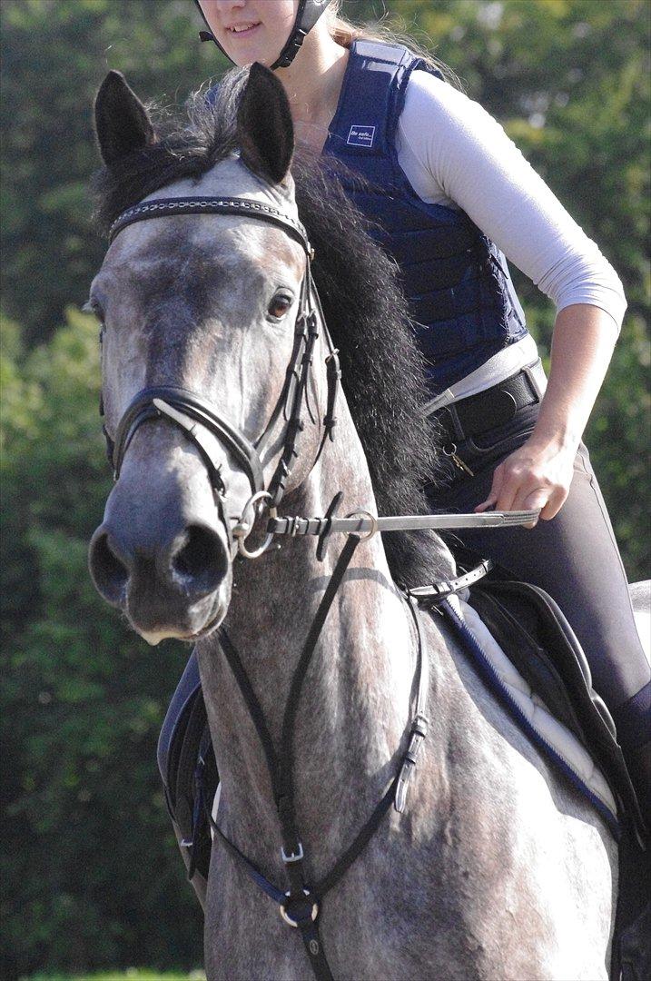 Hollandsk Varmblod Balthazar - Smukke! billede 7