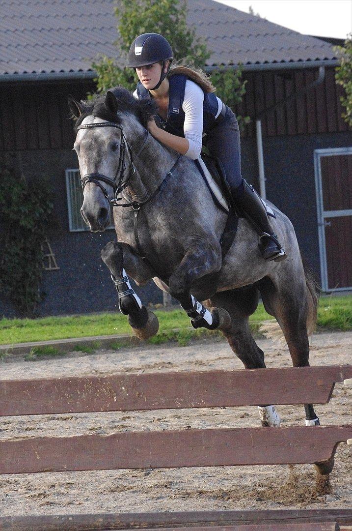 Hollandsk Varmblod Balthazar billede 8