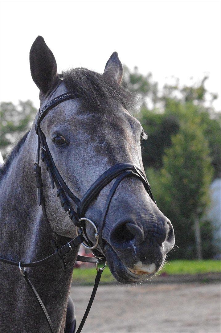 Hollandsk Varmblod Balthazar - Haha :-D billede 9