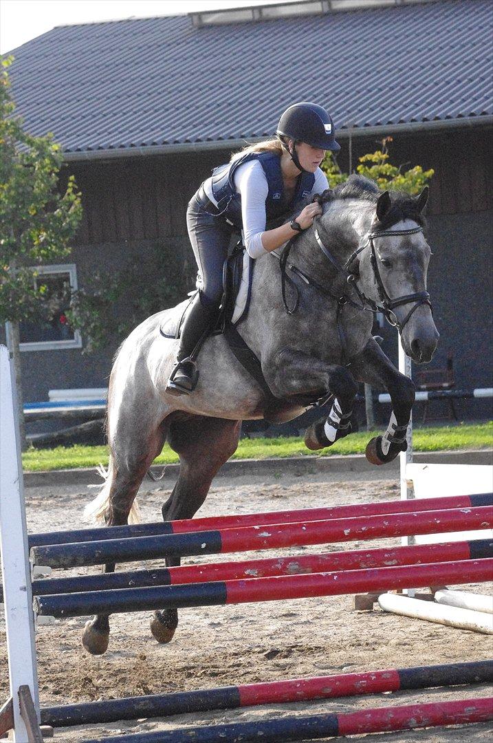 Hollandsk Varmblod Balthazar billede 10