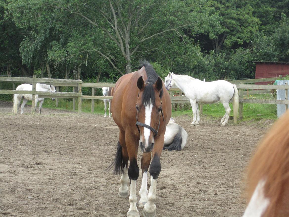 Anden særlig race Luxor *red* billede 1