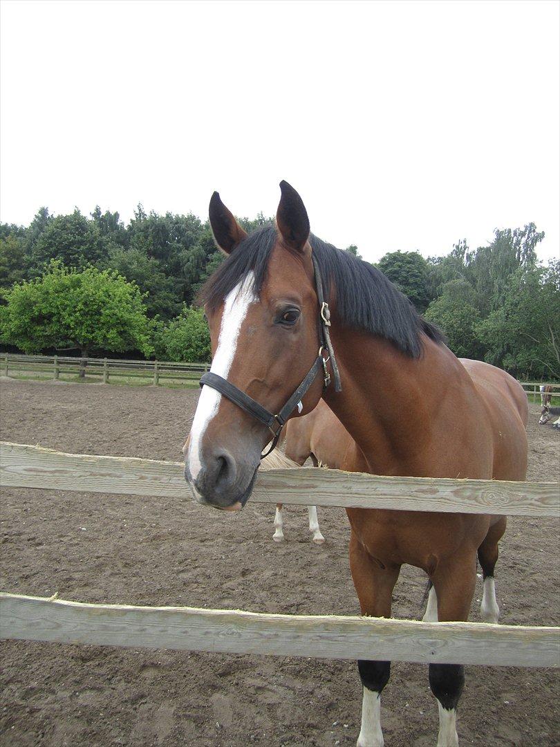 Anden særlig race Luxor *red* billede 2