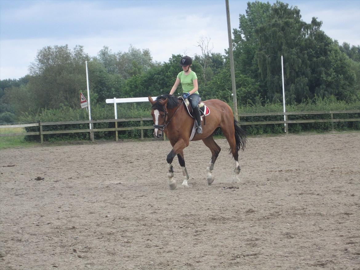 Anden særlig race Luxor *red* billede 5