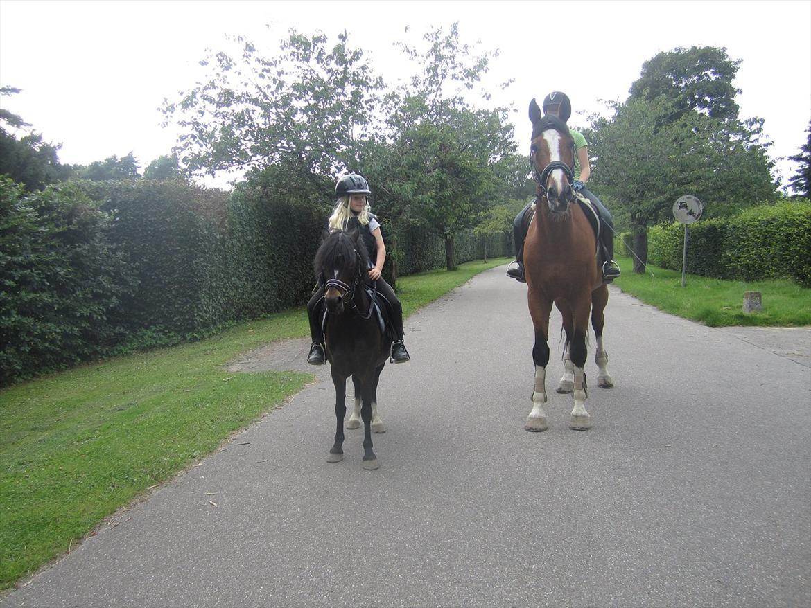 Anden særlig race Luxor *red* - Lux g flams;-) billede 6