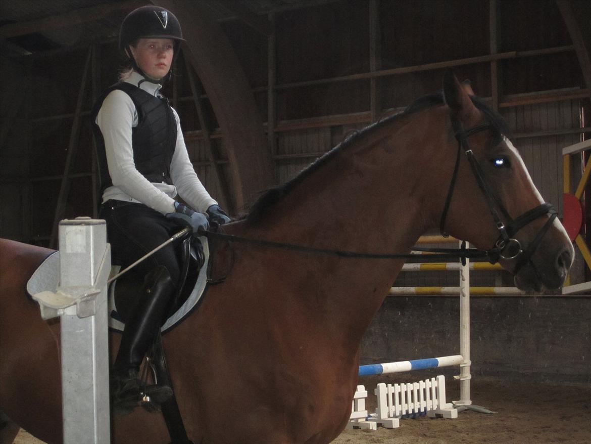 Anden særlig race Luxor *red* billede 8