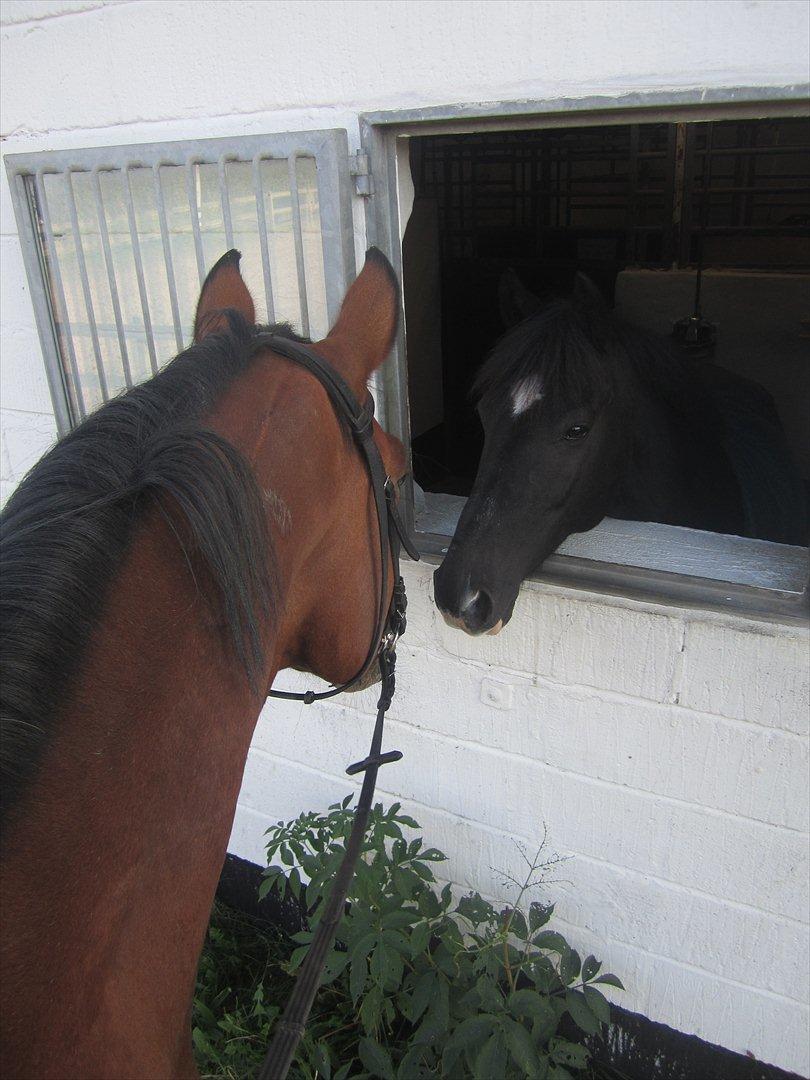 Anden særlig race Luxor *red* billede 9