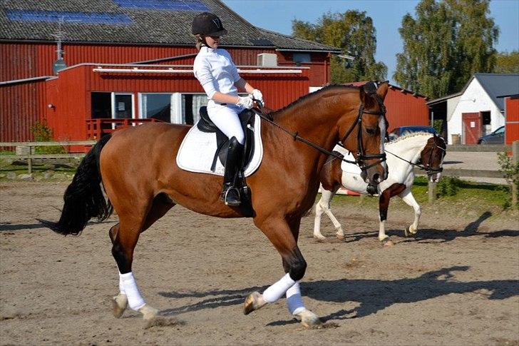 Anden særlig race Luxor *red* - opvarming til LC2 billede 10