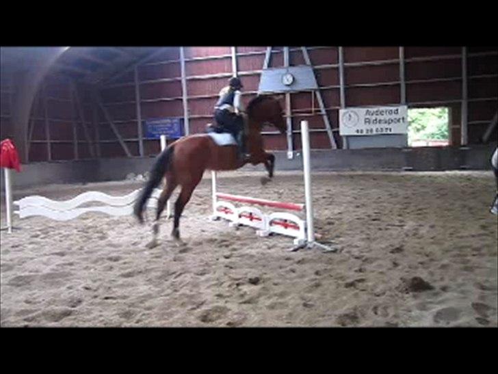 Anden særlig race Luxor *red* billede 11