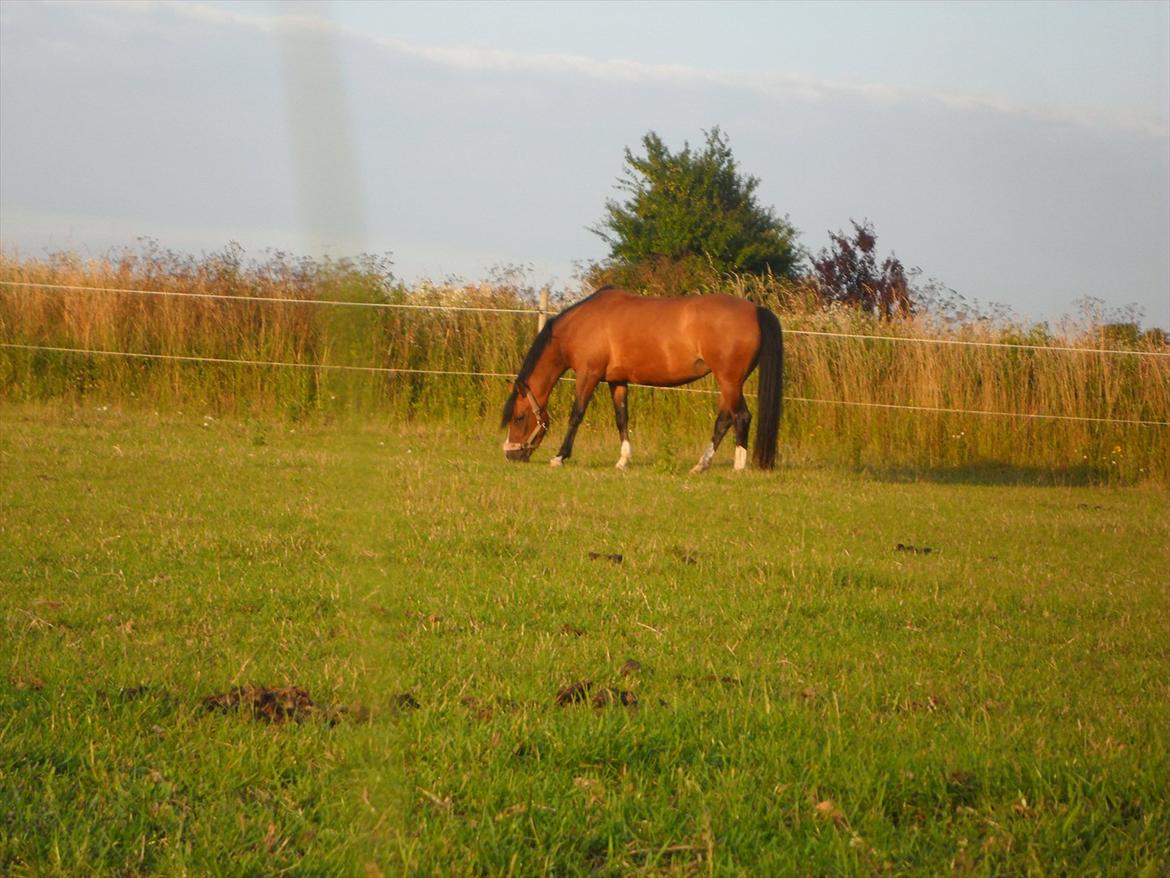 Anden særlig race † Miss Caya † billede 7