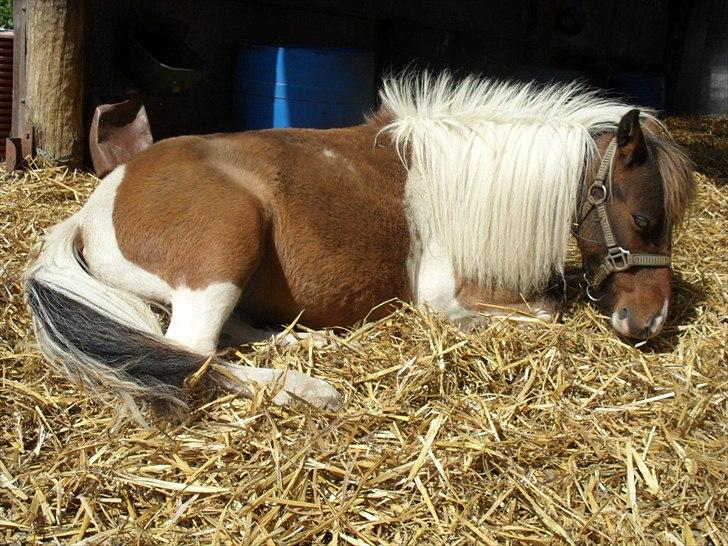 Amerikansk Miniature Teglmosens Afrodite West -  Med dette billede fik Afrodite en 2 pl i Intershowhorse noveber månde 2011 billede 10