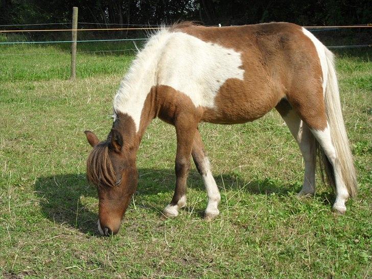 Amerikansk Miniature Teglmosens Afrodite West billede 3