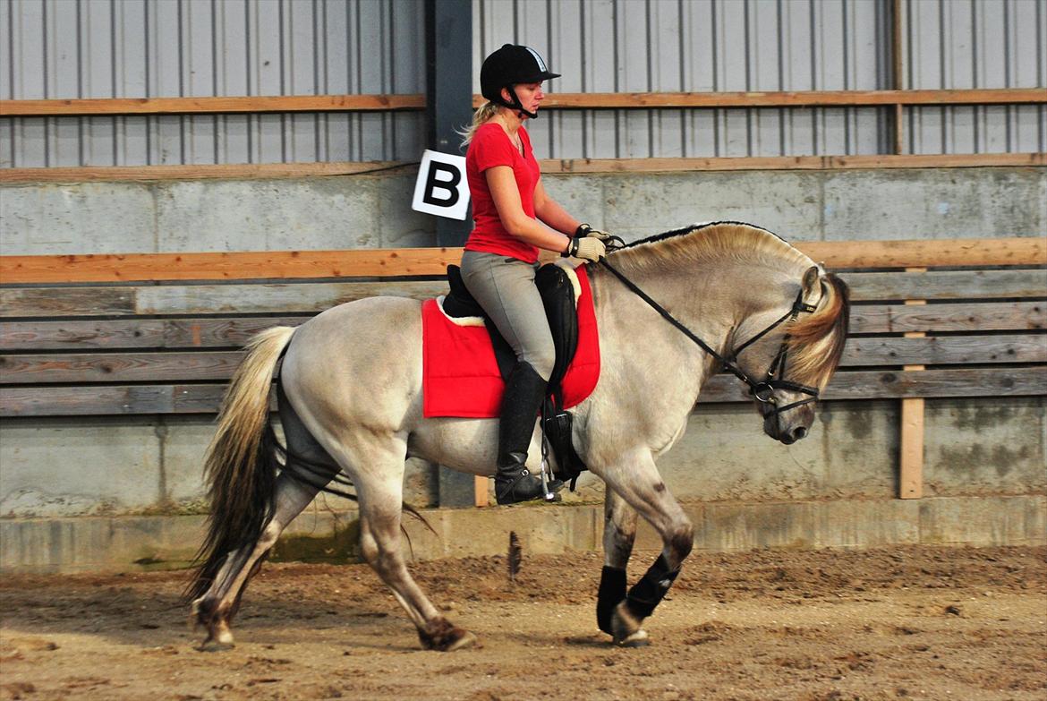 Fjordhest Hashagen´s D-Mark udlånt - Dressurtræning 04-10-11. kan rigtig se hvordan han begynder at gå op af bakke..
Ken photo billede 17