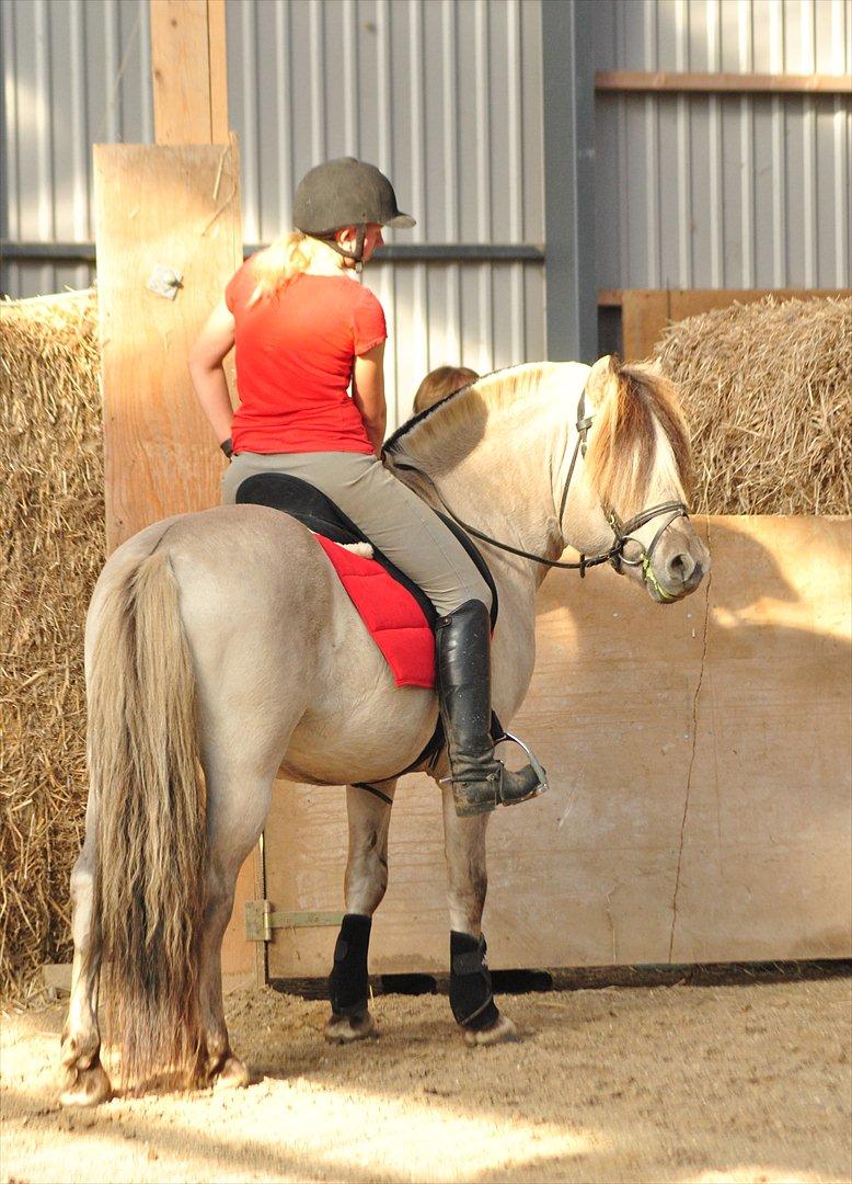 Fjordhest Hashagen´s D-Mark udlånt - Smukke dreng.. Ken photo billede 18