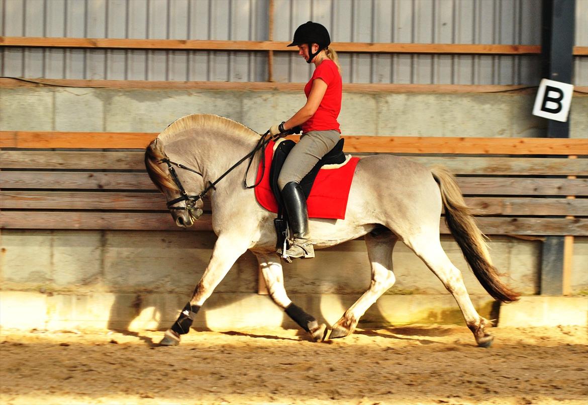 Fjordhest Hashagen´s D-Mark udlånt - Dressur træning 04-10-11. Desværre lidt under lod på billed..
Ken photo billede 2