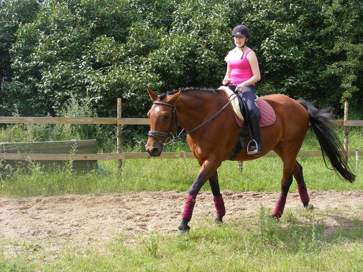 Dansk Varmblod Mølleåens Svetlana - Anne en sommerdag billede 11