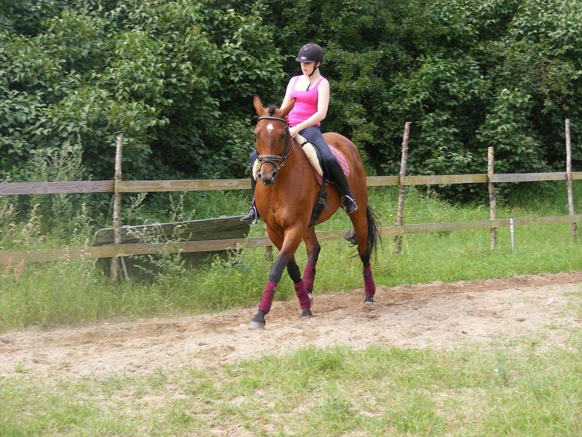 Dansk Varmblod Mølleåens Svetlana - Anne på dressurbanen billede 10