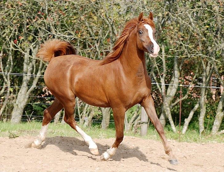 Arabisk fuldblod (OX) Itaya El Shaklan - d. 2 Oktober 2011.

Itaya 1 år og 9 måneder. Lige hjemvendt efter en lang sommeferie hos dyrlægen. billede 19