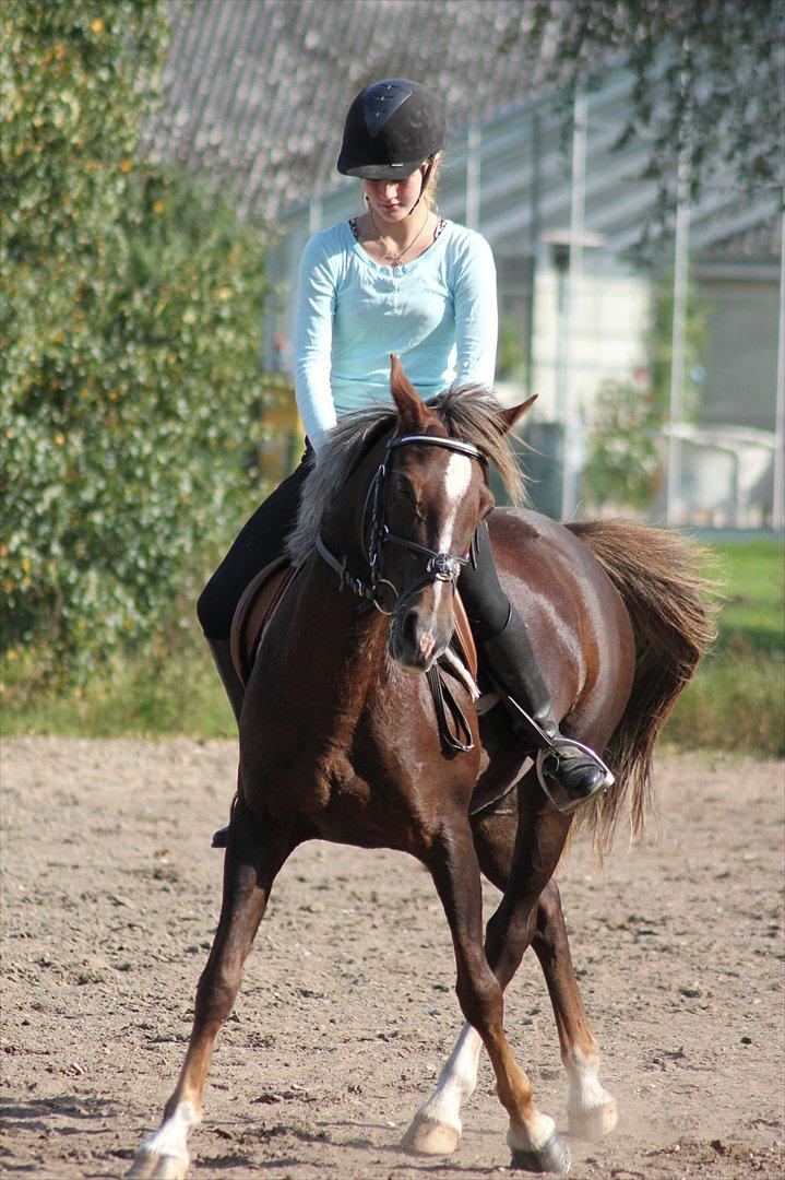 Welsh Cob (sec D) Bogensø's Queen - >> Jeg har kendt dig i så lang tid også har jeg kun 3 ord til dig; Jeg Elsker Dig <3 << billede 16