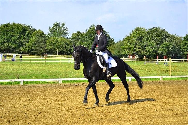 Anden særlig race mango "solgt" billede 1