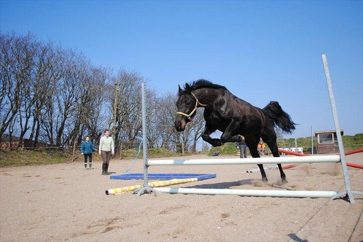 Anden særlig race mango "solgt" billede 5
